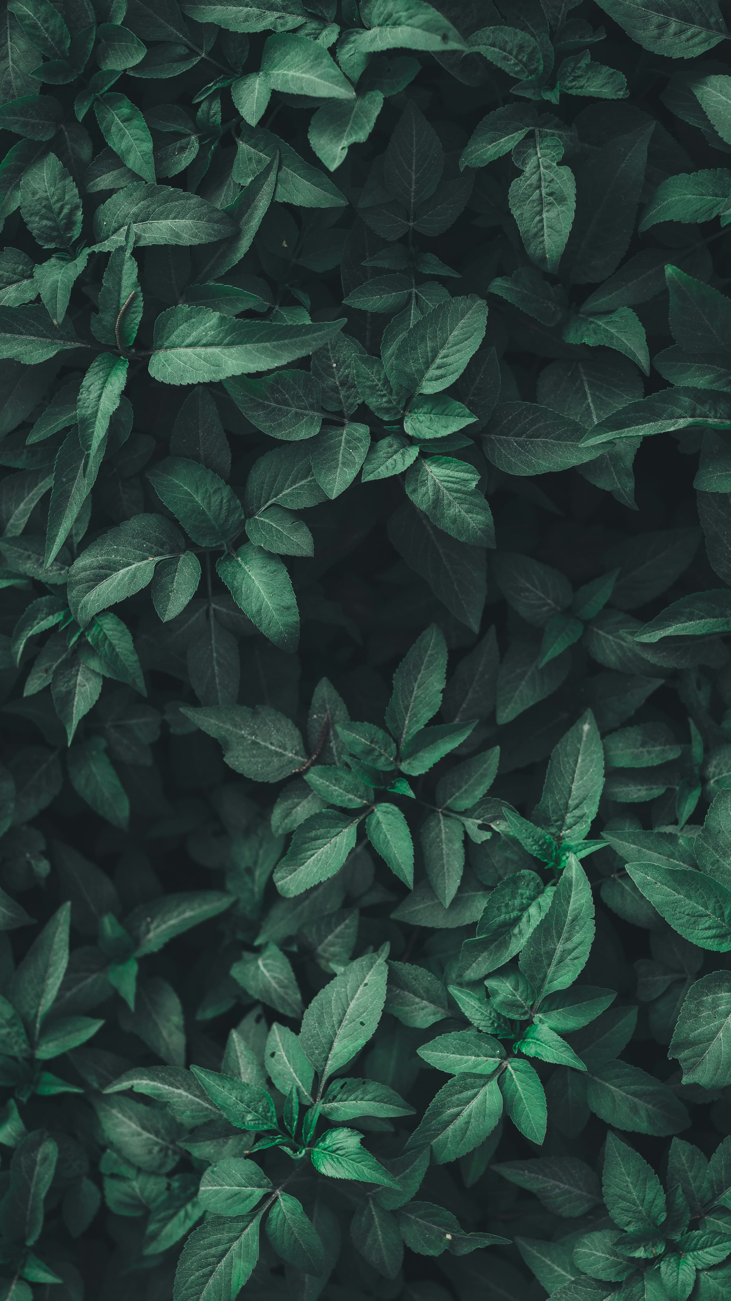 Lush botanical growth in a thriving natural greenhouse